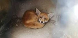 Trovano volpe nella cuccia del cane